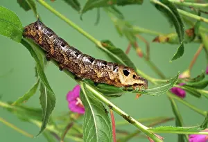 Elpenor: Elephant Hawk Moth Caterpillar