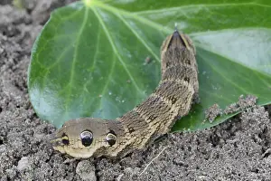 Leave: Elephant Hawk-moth (Deilephila elpenor) caterpi