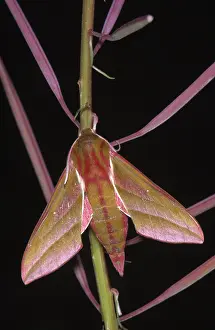 Elpenor: Elephant Hawk Moth (Deilephila elpenor), Europe
