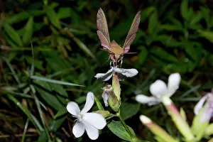 Gather: Elephant Hawk-moth (Deilephila elpenor) gathering