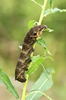 Elpenor: Elephant Hawk-moth (Deilephila elpenor) larva in