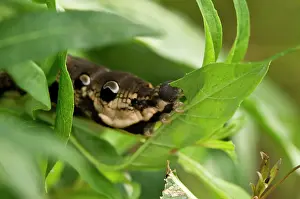 Elpenor: Elephant Hawk-moth (Deilephila elpenor) larva in