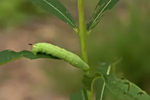 Elpenor: Elephant Hawk-moth (Deilephila elpenor) larva in