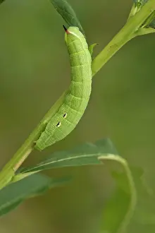 Elpenor: Elephant Hawk-moth (Deilephila elpenor) larva in