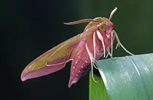 Elpenor: Elephant Hawk-moth (Deilephila elpenor) resting