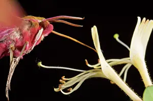 Honeysuckle: Elephant Hawk Moth - drinking from Honeysuckle flower