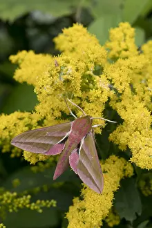 160118: Elephant Hawk-Moth - on Golden Rod - Cornwall - UK