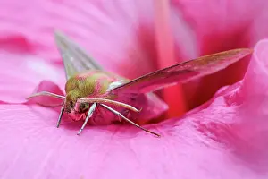Hibiscus: Elephant Hawk Moth - on Hibiscus flower