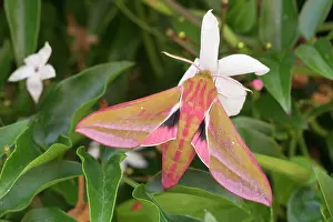 250720: Elephant hawk-moth on Jasmine flower - Norfolk UK