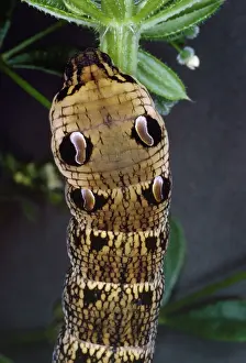 Elpenor: Elephant Hawk Moth - Larva