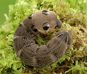 Intimidating: Elephant Hawk Moth Larva in snake like posture on