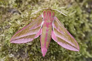 250417: Elephant Hawk-moth at rest, Norfolk UK
