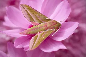 Hawkmoth: Elephant Hawk-moth resting on Cosmos flower, Norfolk UK