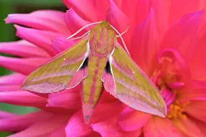 170821: Elephant Hawk Moth resting on Dahlia