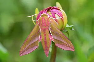 170821: Elephant Hawk Moth resting on Dahlia bud