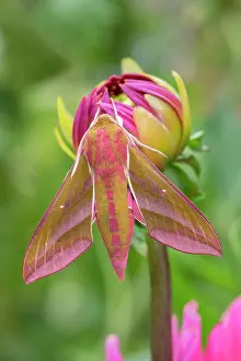 170821: Elephant Hawk Moth resting on Dahlia bud