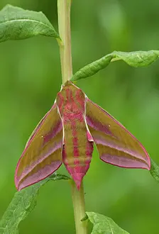 Willowherb: Elephant Hawk-moth - resting on Willowherb - June