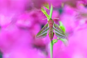 Hawkmoth: Elephant Hawk-Moth - on Rose - UK