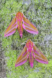 Elpenor: Elephant Hawk-moths