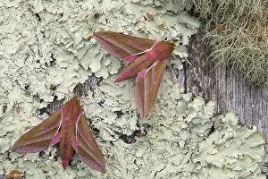 160118: Elephant Hawk-Moths - on Lichen - Cornwall - UK