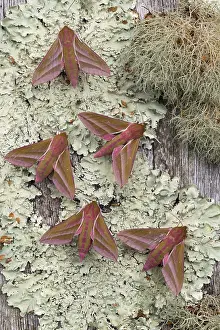 160118: Elephant Hawk-Moths - on Lichen - Cornwall - UK