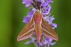 Elpenor: Elephant Hawkmoth
