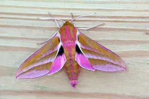 Elpenor: Elephant Hawkmoth