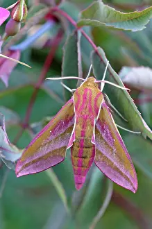Hawkmoth: Elephant Hawkmoth