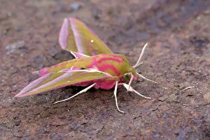 Hawkmoth: Elephant Hawkmoth