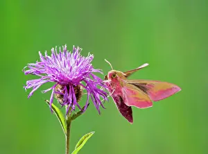 Elpenor: Elephant Hawkmoth - in flight on flower