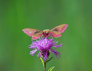 Elpenor: Elephant Hawkmoth - in flight on flower