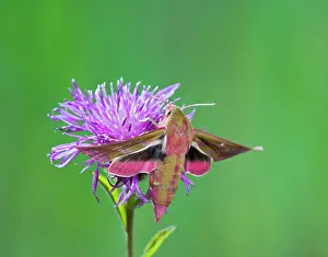 Elpenor: Elephant Hawkmoth - in flight on flower
