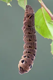 Elpenor: Elephant Hawkmoth Larva