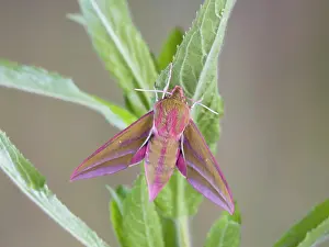 Willowherb: Elephant Hawkmoth - resting on willowherb foodplant