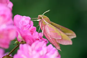 Hawkmoth: Elephant Hawkmoth - on Roses