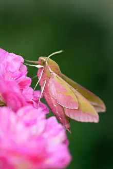 Hawkmoth: Elephant Hawkmoth - on Roses