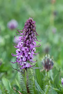 Groenlandica: Elephant Heads - close up of flower head