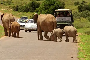 Crosses: Elephant herd crosses a road - watched by tourists