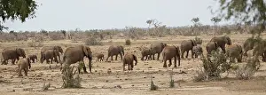 Tsavo: Elephant herd at waterhole