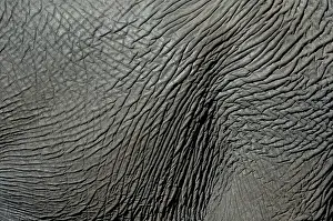 Hide: Elephant - hide close-up - Kruger National Park