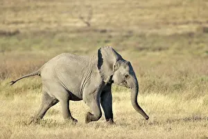 Grumeti: Elephant juvenile running