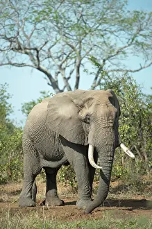 Herbivorous: Elephant - with long tusks - Kruger National Park