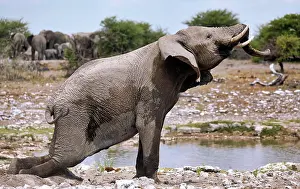 Nosed: Elephant (Loxodonta africana), Etosha National Park