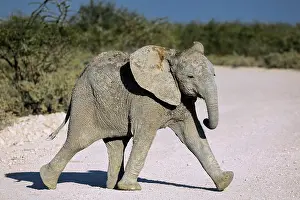 Nosed: Elephant (Loxodonta africana), Etosha National Park