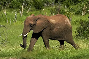 Hwange: Elephant (Loxodonta africana), Hwange National