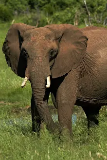 Hwange: Elephant (Loxodonta africana), Hwange National