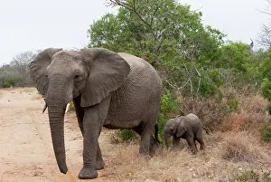 Kapama: Elephant (Loxodonta africana), Kapama Game