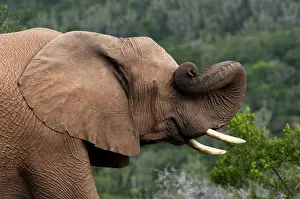 Kariega: Elephant (Loxodonta africana), Kariega Game