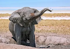 Nosed: Elephant (Loxodonta africana) in the mud, Etosha
