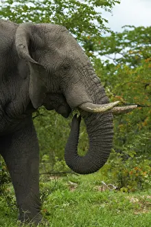 Kasane: Elephant (Loxodonta africana), beside Nata-Kasane